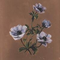 Anemoni, seconda metà XIX sec.